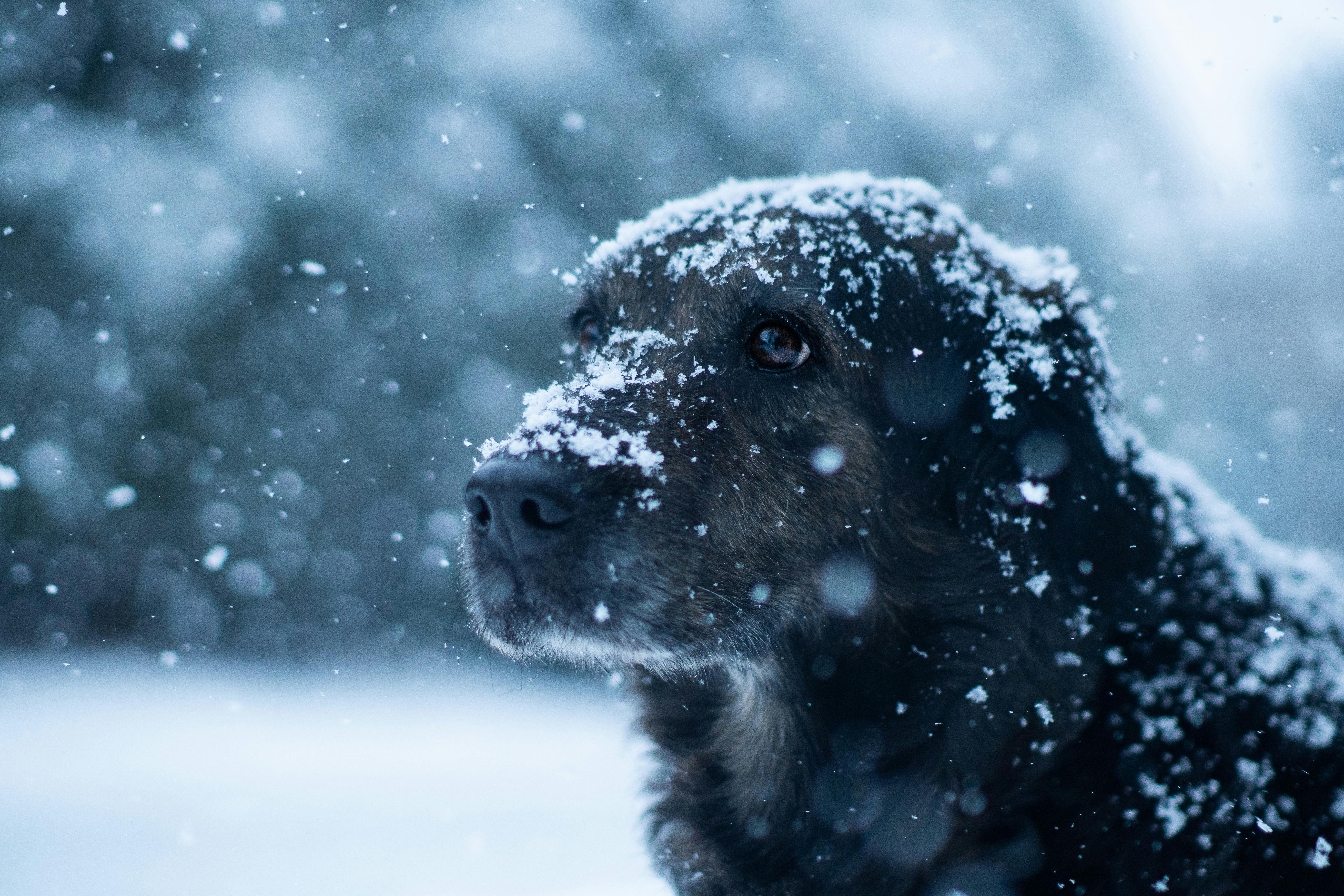 Hjelp din hund med forstoppelse: En komplett guide