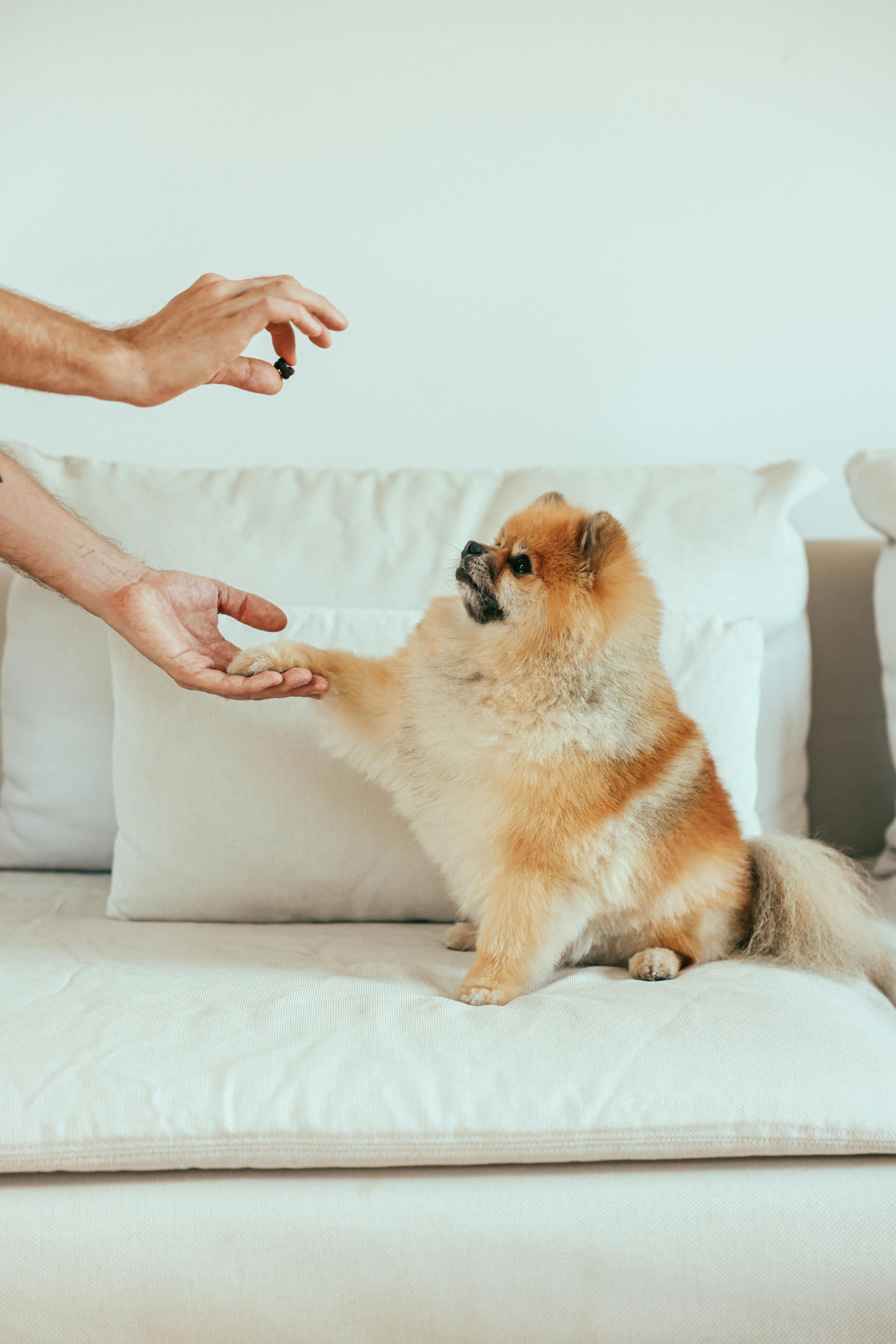 Hvordan lære hunden din å gi pote