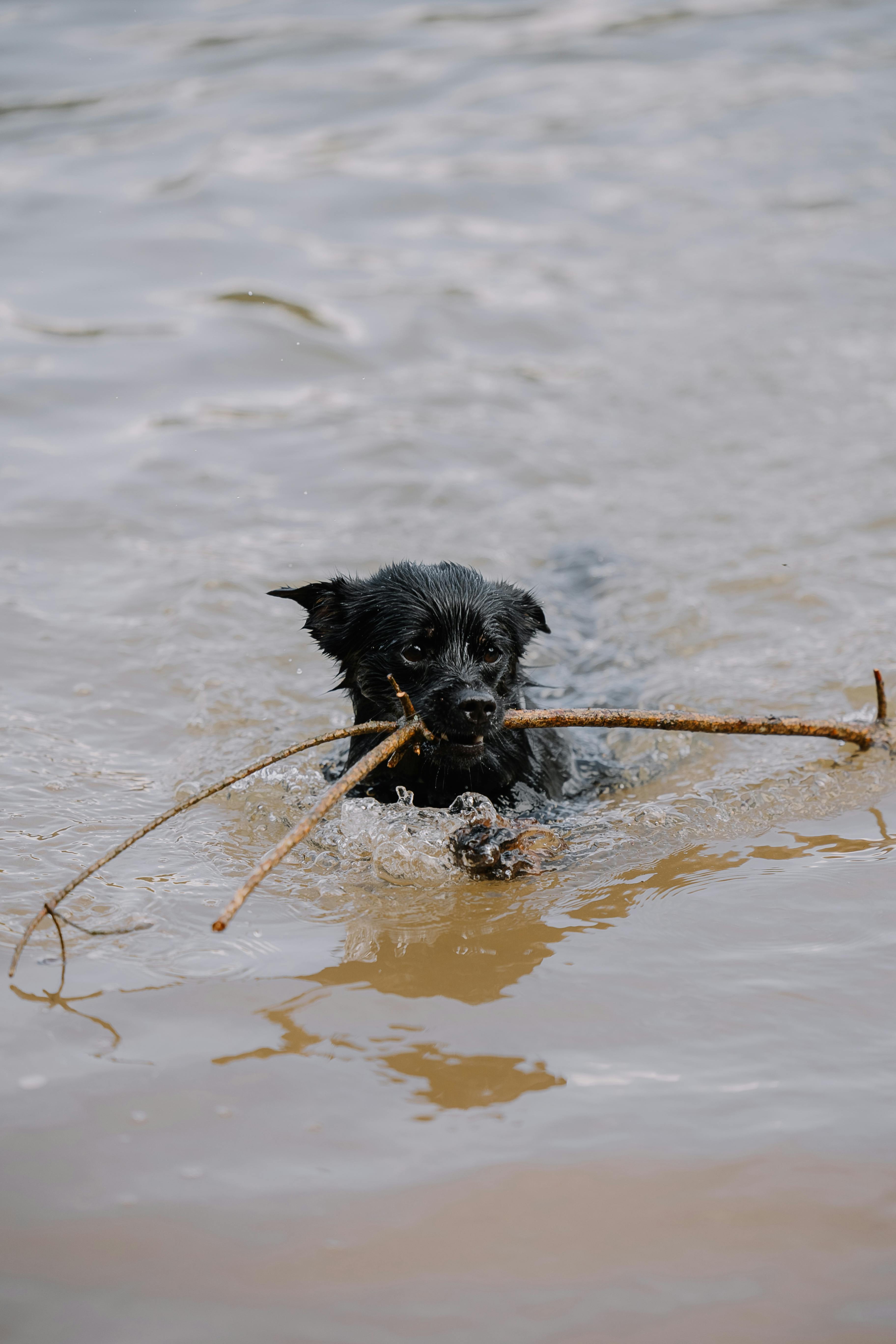 Hvordan lære hunden din å svømme: En trinnvis guide