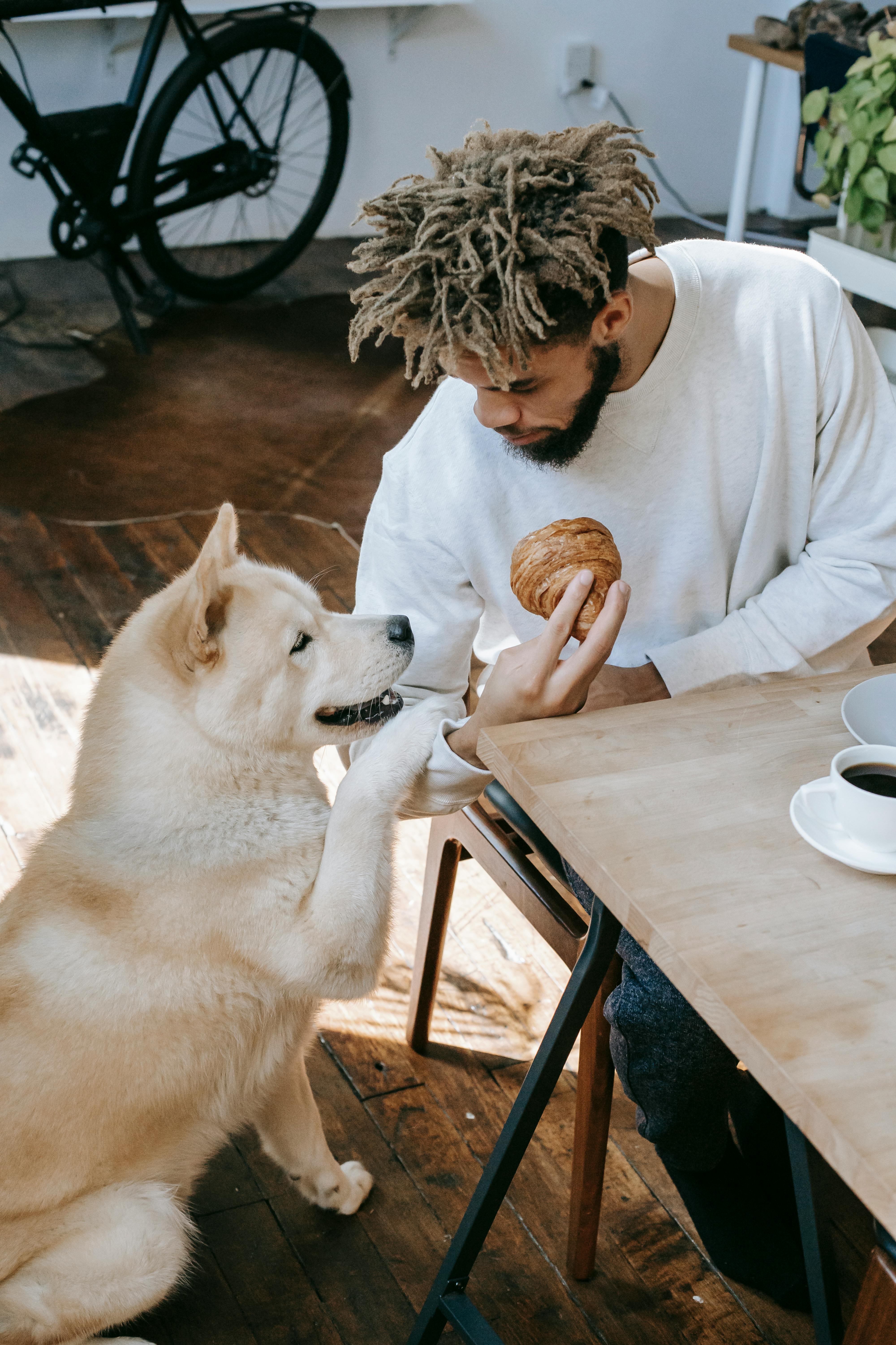 Hvordan velge den rette hundefôret for din hund?