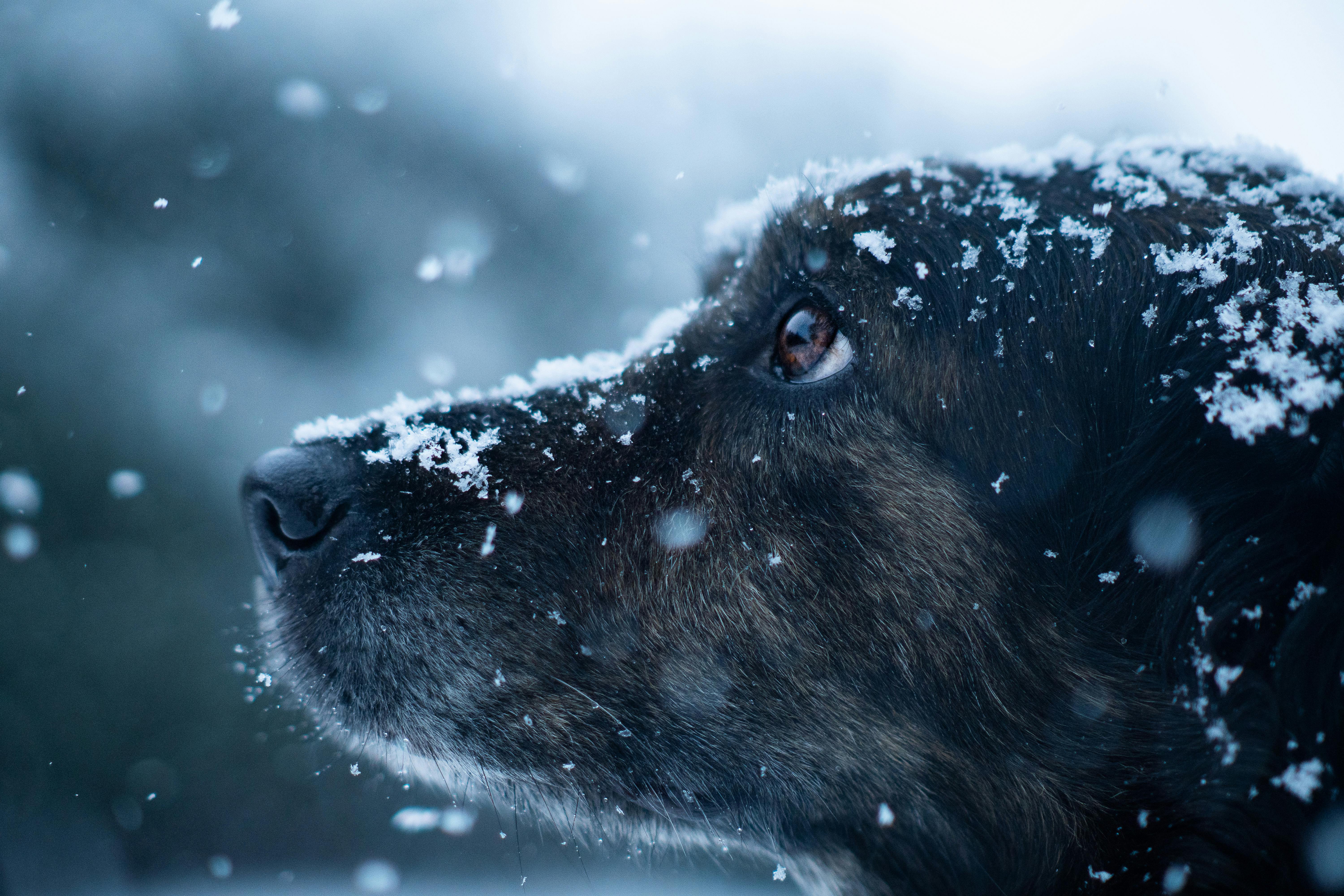 Hvorfor bør man kastrere sin hund?