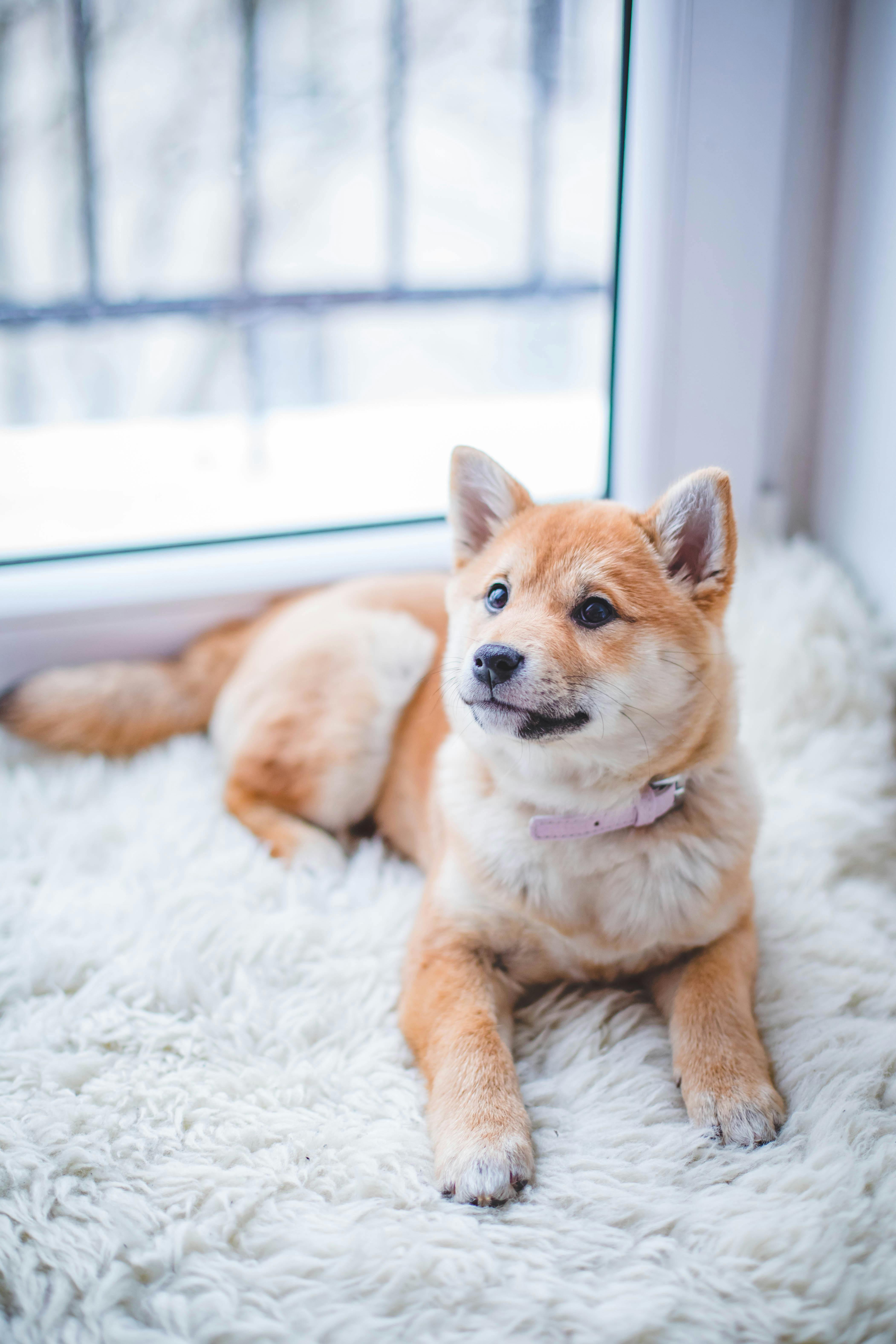 Hvordan forhindre at hunden din blir overvektig