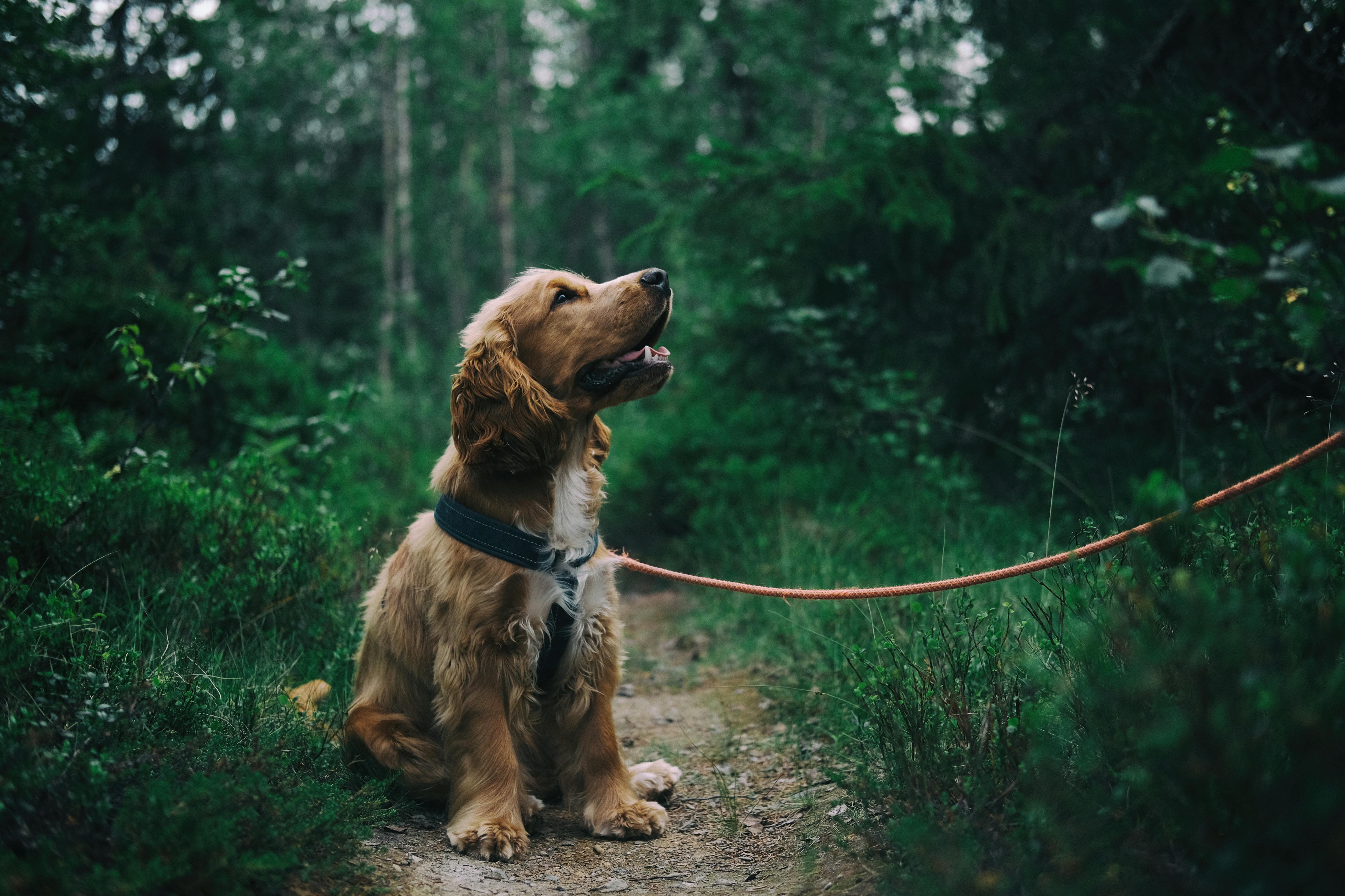 Hvorfor kaldes det en "hund"?